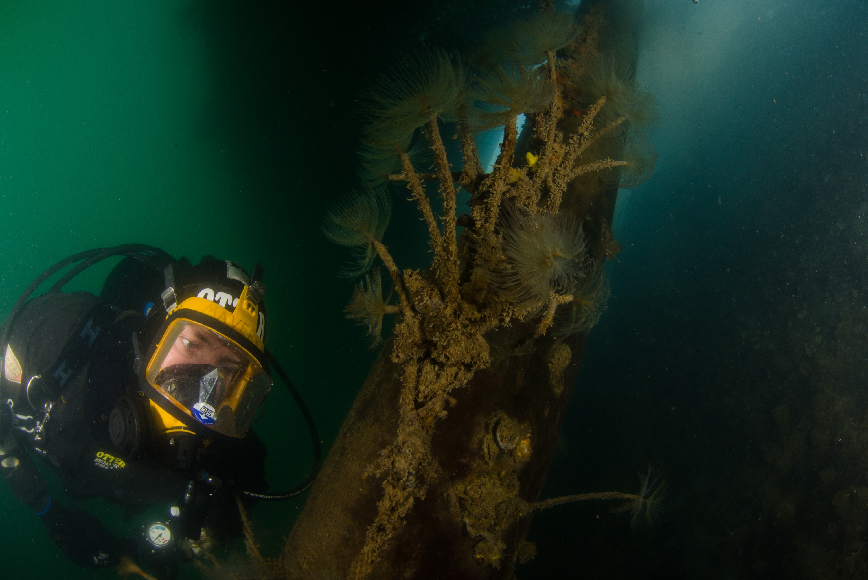 DSC_6571 – Mediterranean, fanworm, Sabella, spallanzanii, marine, pest, Auckland, underwater, crispin, nz, new, zealand, new zealand, fan, worm, marine, pest, invasive, Biosecurity